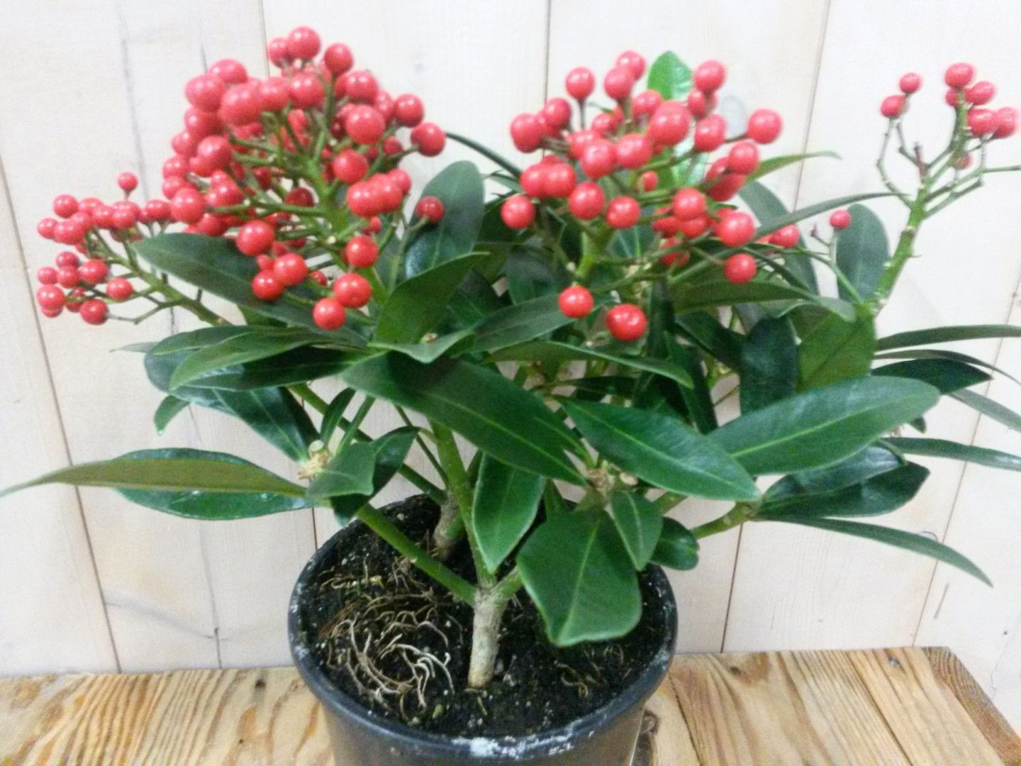 Warentuin natuurlijk Skimmia met bes 30 cm - 