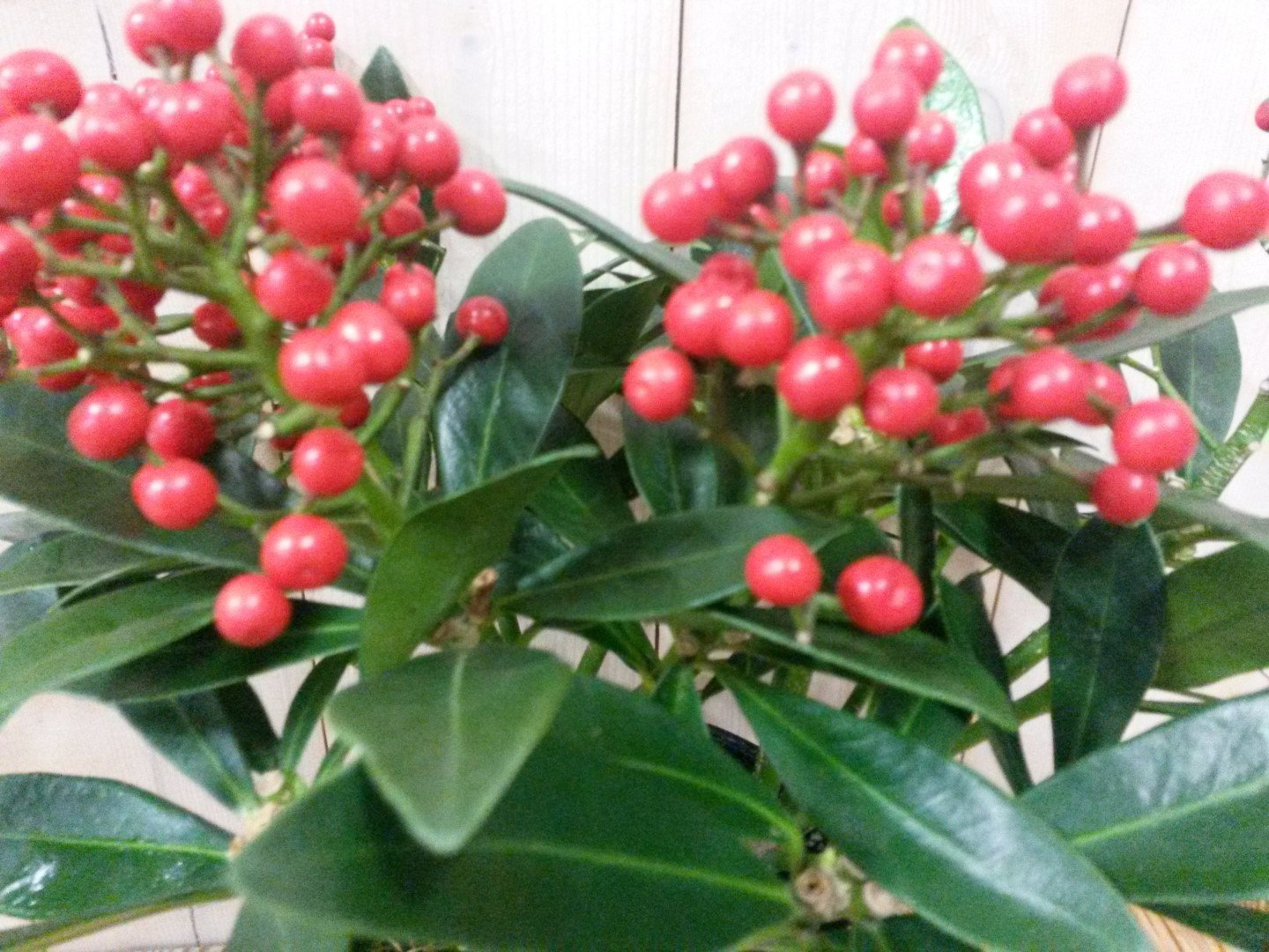 https://cdn.warentuin.nl/media/catalog/product/1/7/1728149900040307_3_warentuin_kerstdecoratie_skimmia_met_bes_30_cm_e28d.jpg