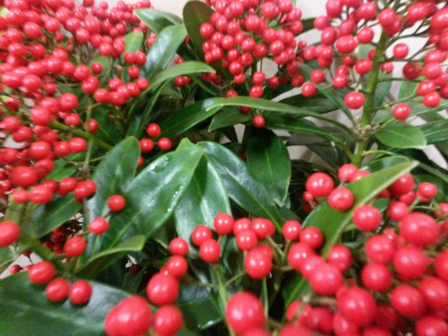 https://cdn.warentuin.nl/media/catalog/product/1/7/1728149900040308_2_warentuin_kerstdecoratie_skimmia_met_bes_40_cm_a336.jpg