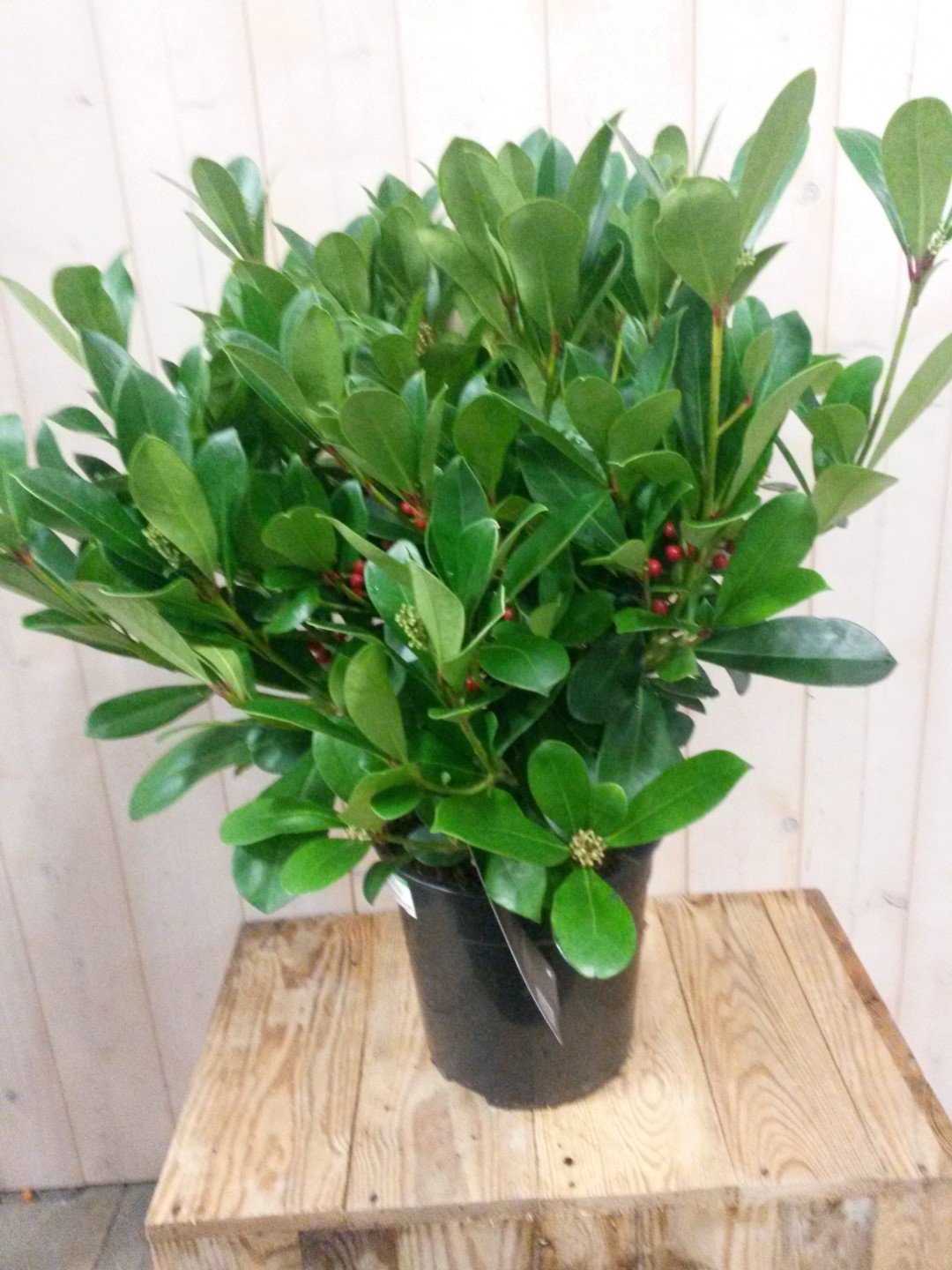 https://cdn.warentuin.nl/media/catalog/product/1/7/1728149900040309_warentuin_kerstdecoratie_skimmia_mix_50_cm_74e0.jpg