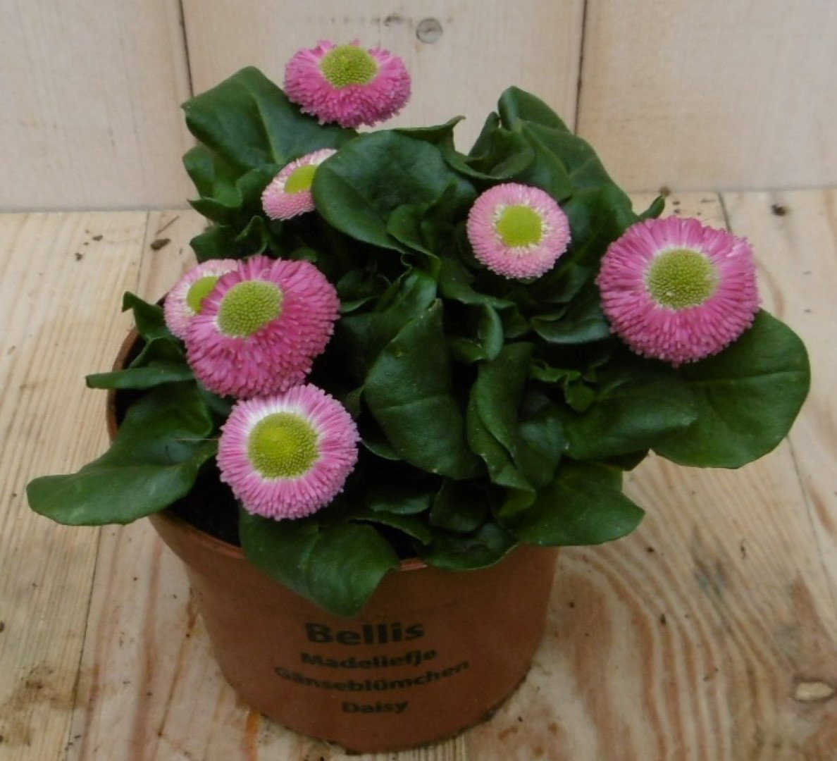 Warentuin natuurlijk Bellis Madeliefje roze/rood  - 