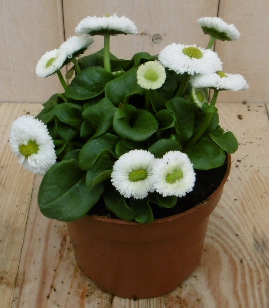 Warentuin natuurlijk Bellis Madeliefje wit  - 