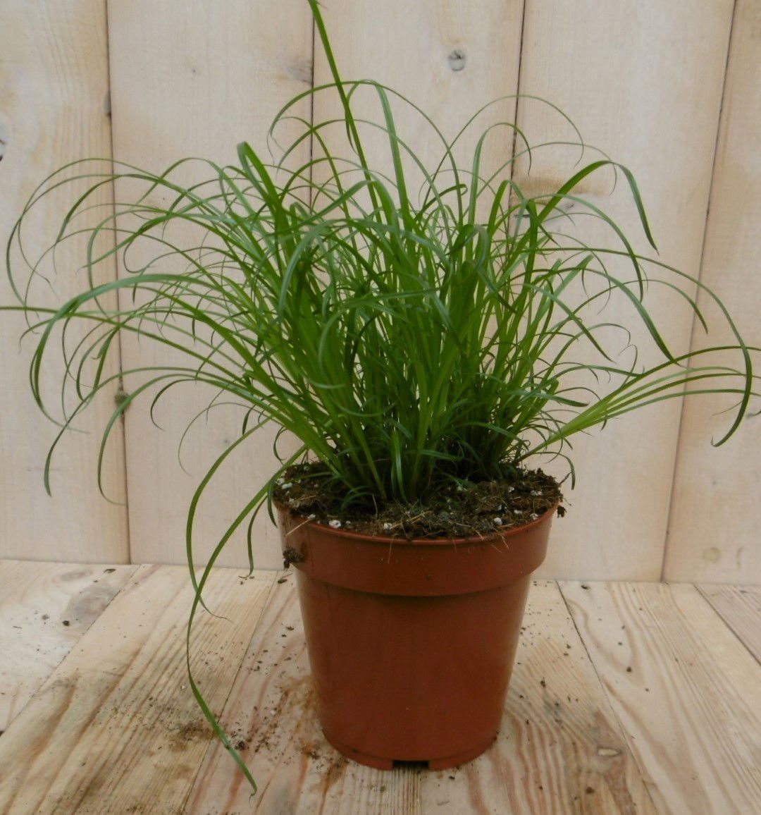 https://cdn.warentuin.nl/media/catalog/product/1/7/1728149900040337_2_warentuin_vaste_plant_vaste_plant_kattengras_cyperus_1_83c6.jpg