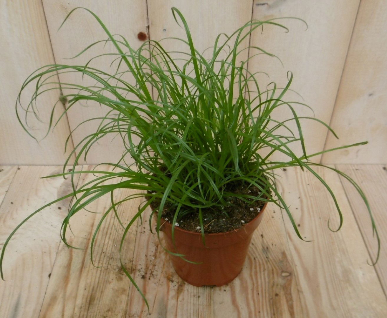https://cdn.warentuin.nl/media/catalog/product/1/7/1728149900040337_warentuin_vaste_plant_vaste_plant_kattengras_cyperus_1_643b.jpg