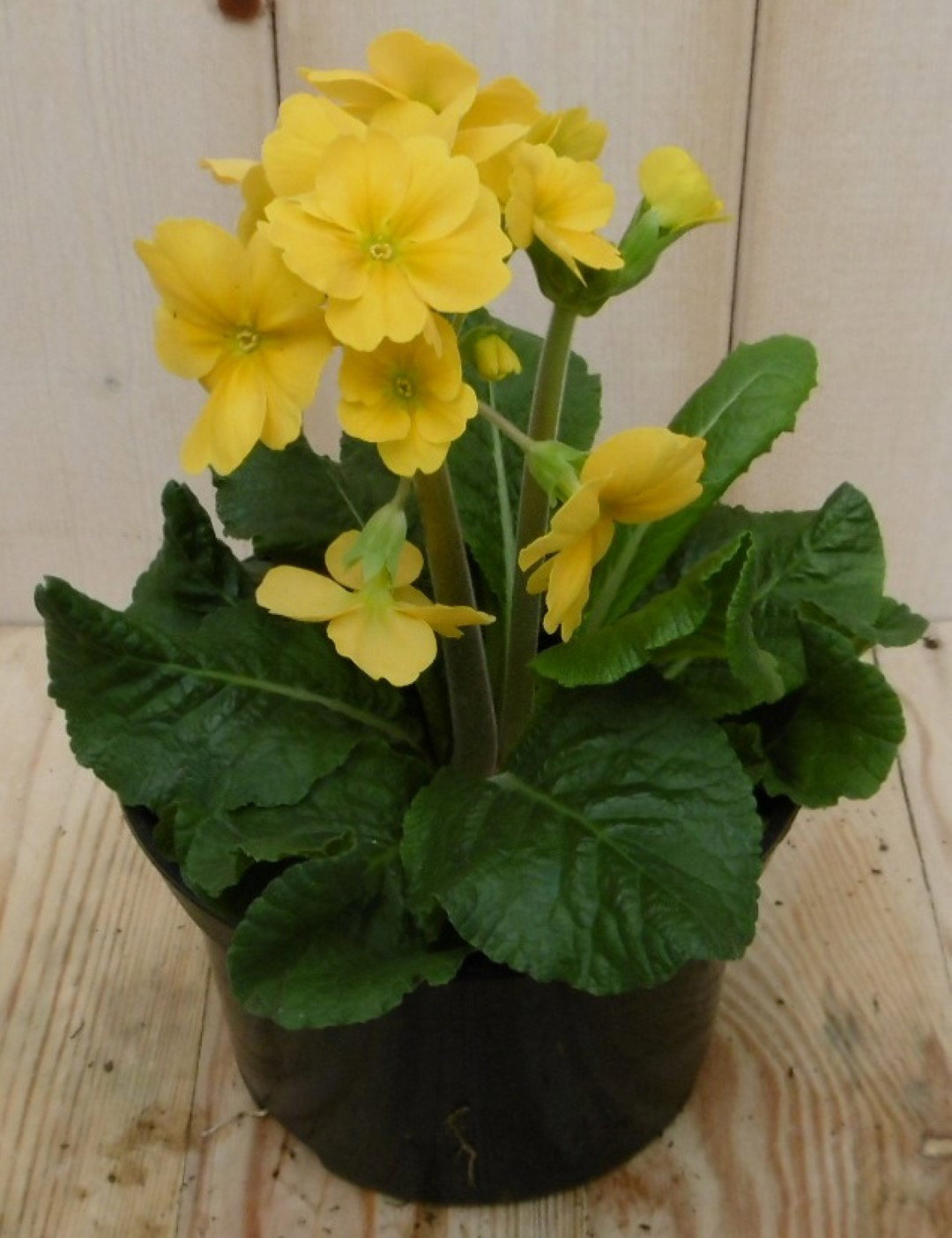 Warentuin natuurlijk 2 stuks! Vaste plant Sleutelbloem geel Primula  - 