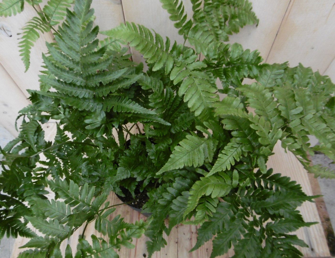https://cdn.warentuin.nl/media/catalog/product/1/7/1728149900040344_2_warentuin_vaste_plant_vaste_plant_tuinvaren_2_fe73.jpg