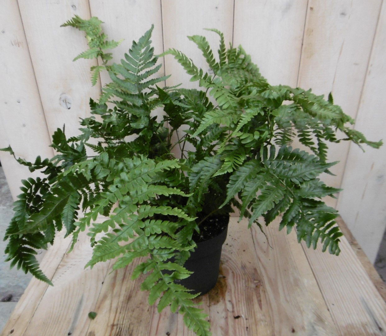 https://cdn.warentuin.nl/media/catalog/product/1/7/1728149900040344_warentuin_vaste_plant_vaste_plant_tuinvaren_2_0509.jpg