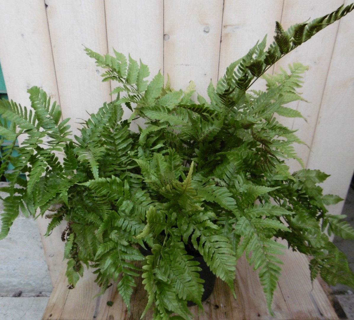 https://cdn.warentuin.nl/media/catalog/product/1/7/1728149900040345_2_warentuin_vaste_plant_vaste_plant_tuinvaren_groot_30_cm_2_a5cb.jpg