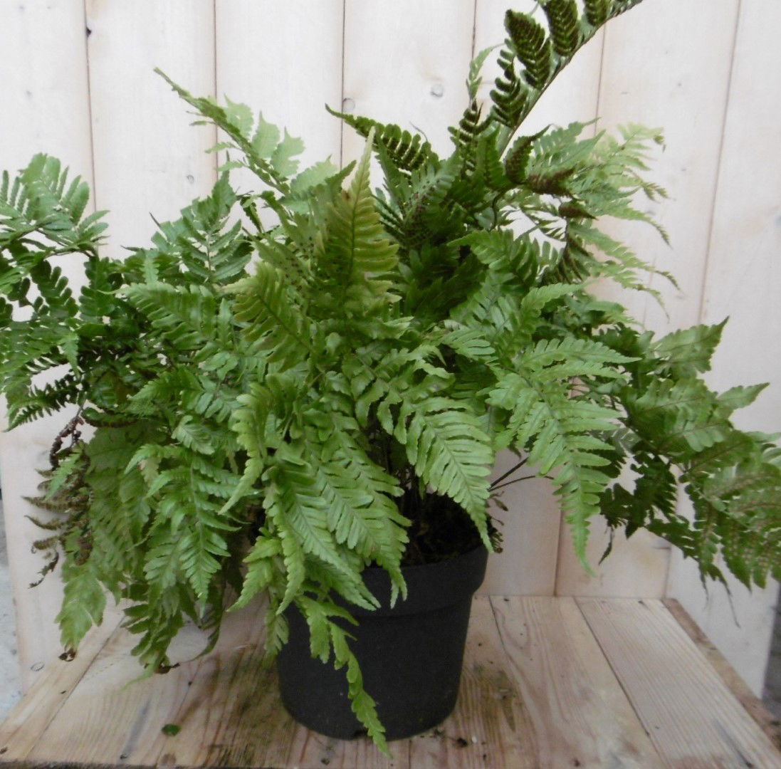 https://cdn.warentuin.nl/media/catalog/product/1/7/1728149900040345_warentuin_vaste_plant_vaste_plant_tuinvaren_groot_30_cm_2_90ea.jpg