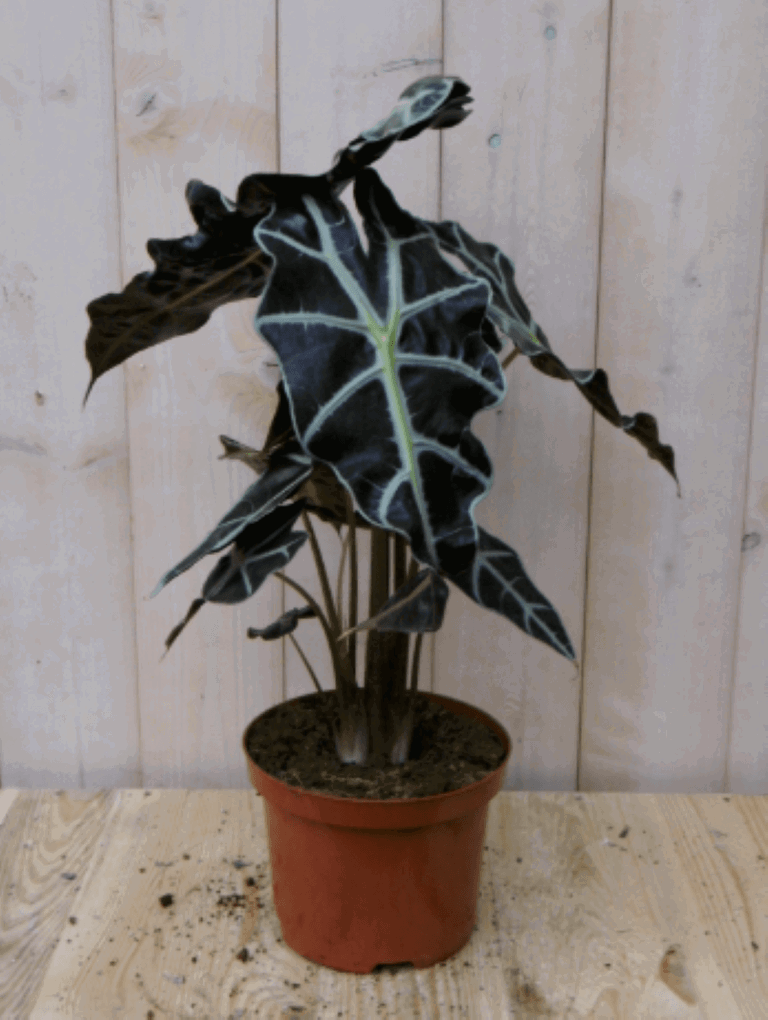 https://cdn.warentuin.nl/media/catalog/product/1/7/1728149900040382_2_warentuin_kamerplant_kamerplant_olifantsoor_polly_50_cm_1_813a.png