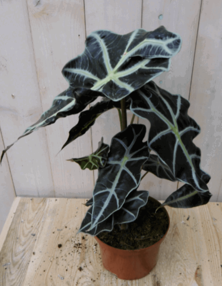 https://cdn.warentuin.nl/media/catalog/product/1/7/1728149900040382_warentuin_kamerplant_kamerplant_olifantsoor_polly_50_cm_1_153e.png