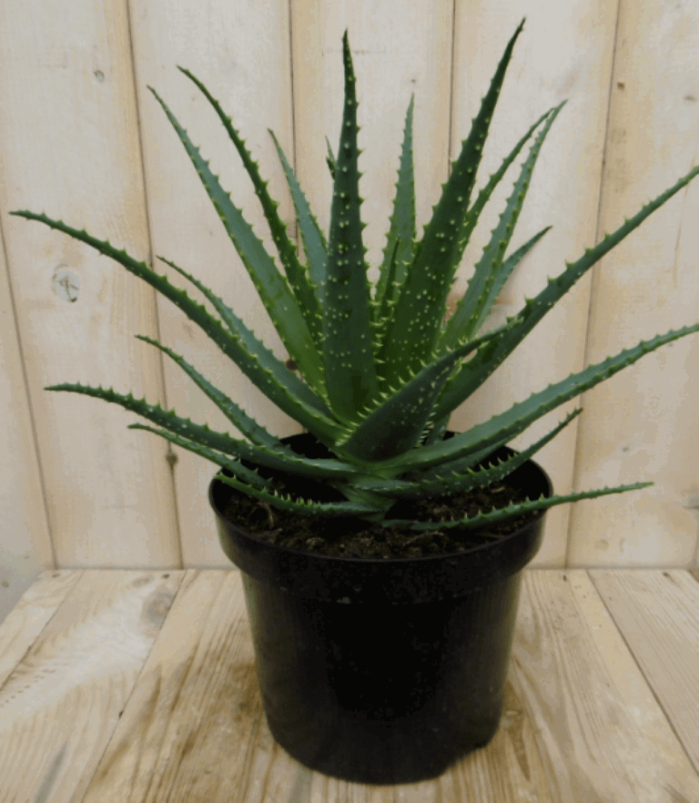 https://cdn.warentuin.nl/media/catalog/product/1/7/1728149900040383_2_warentuin_kamerplant_kamerplant_aloe_arborescens_3_50f1.png