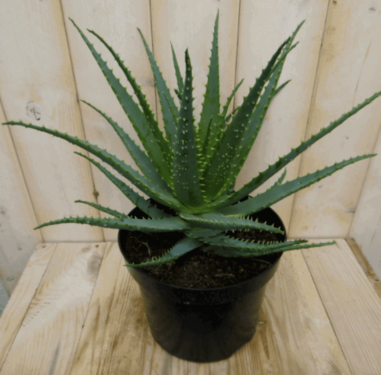 https://cdn.warentuin.nl/media/catalog/product/1/7/1728149900040383_warentuin_kamerplant_kamerplant_aloe_arborescens_3_5b49.png