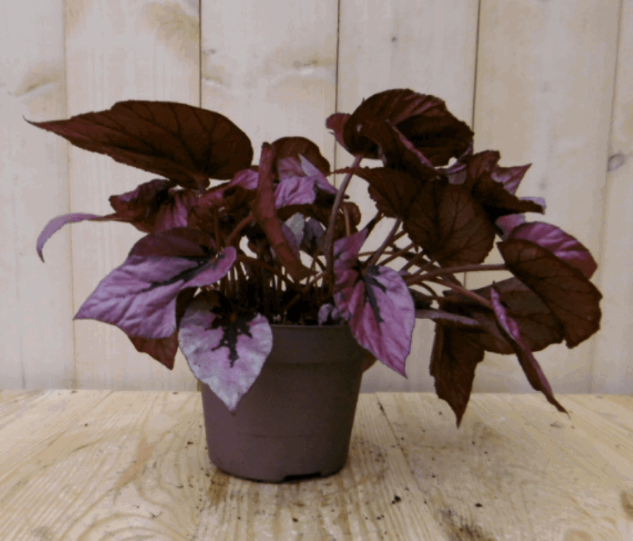 https://cdn.warentuin.nl/media/catalog/product/1/7/1728149900040384_2_warentuin_kamerplant_kamerplant_bladbegonia_rood_2_f166.png