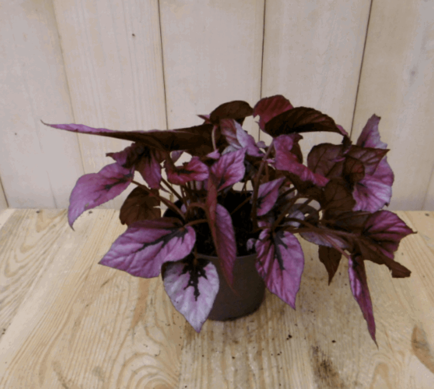https://cdn.warentuin.nl/media/catalog/product/1/7/1728149900040384_warentuin_kamerplant_kamerplant_bladbegonia_rood_2_a403.png