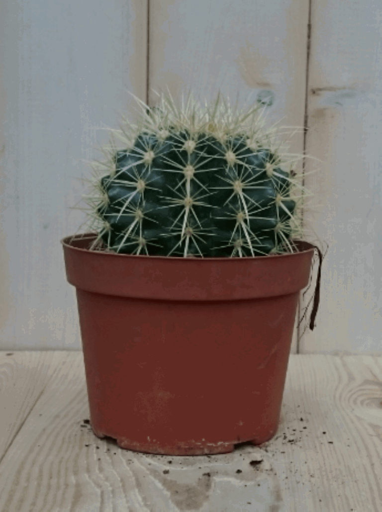 https://cdn.warentuin.nl/media/catalog/product/1/7/1728149900040389_2_warentuin_kamerplant_kamerplant_cactus_schoonmoedersstoel_kl_81e4.png