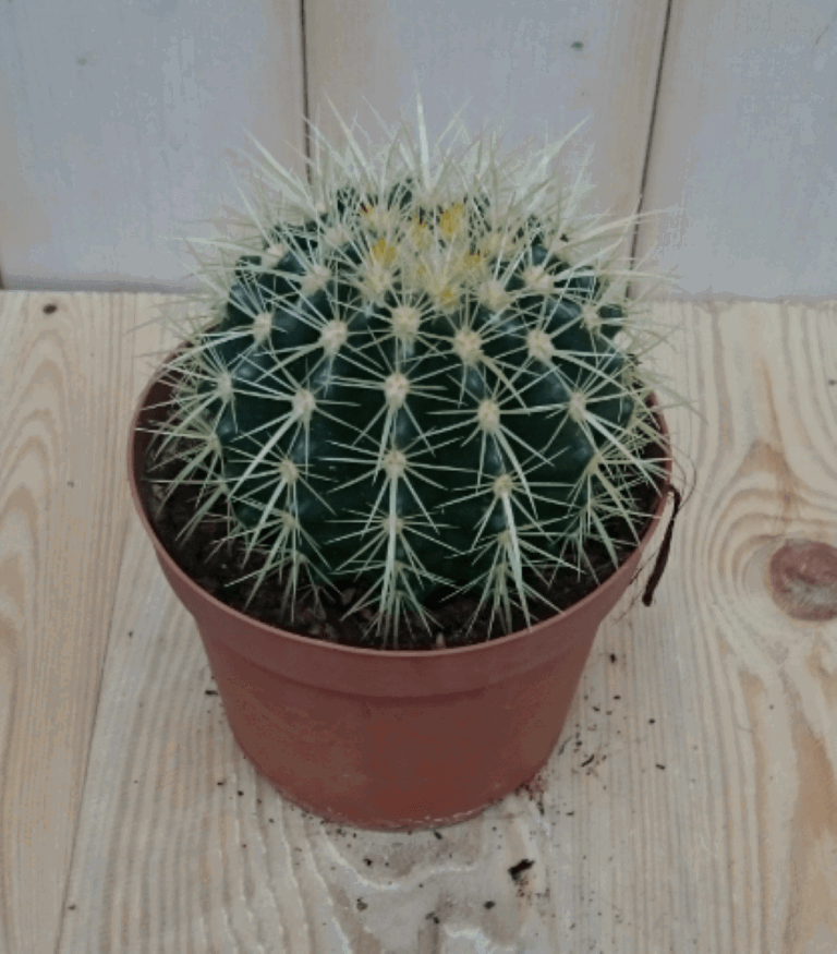 https://cdn.warentuin.nl/media/catalog/product/1/7/1728149900040389_warentuin_kamerplant_kamerplant_cactus_schoonmoedersstoel_klei_3b5c.png