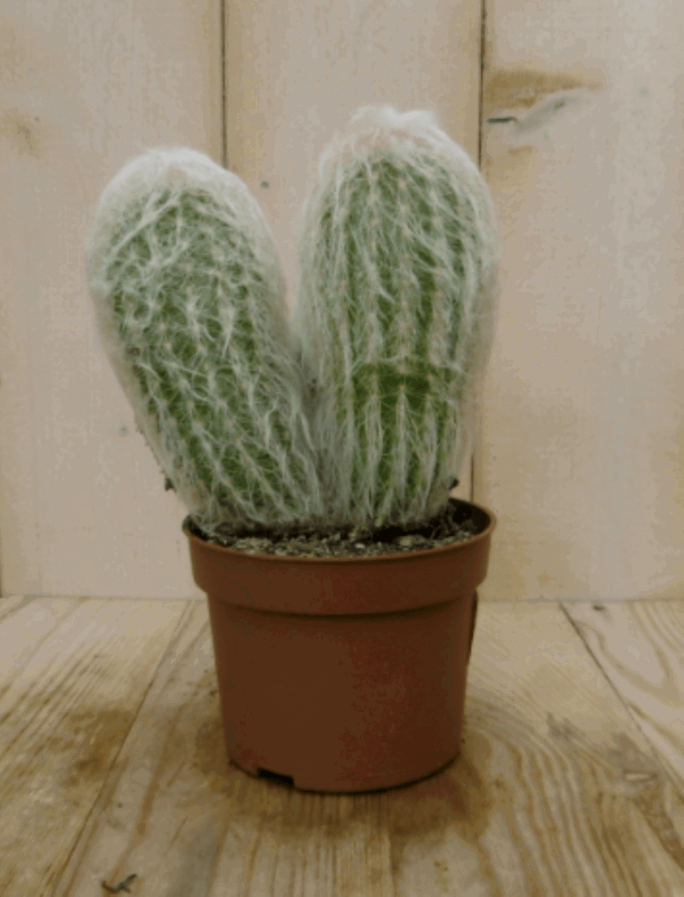 https://cdn.warentuin.nl/media/catalog/product/1/7/1728149900040390_2_warentuin_kamerplant_kamerplant_cactus_spinnenweb_1_93ed.png