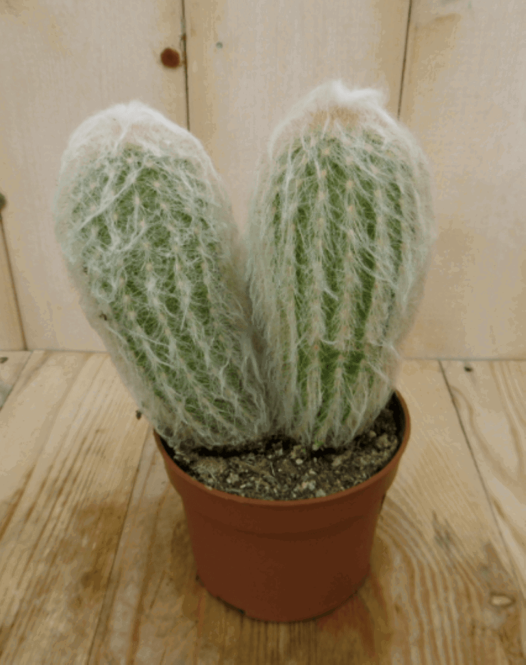 https://cdn.warentuin.nl/media/catalog/product/1/7/1728149900040390_warentuin_kamerplant_kamerplant_cactus_spinnenweb_1_1f85.png