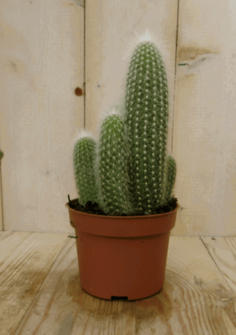 https://cdn.warentuin.nl/media/catalog/product/1/7/1728149900040392_2_warentuin_kamerplant_kamerplant_stekel_cactus_1_5a89.png