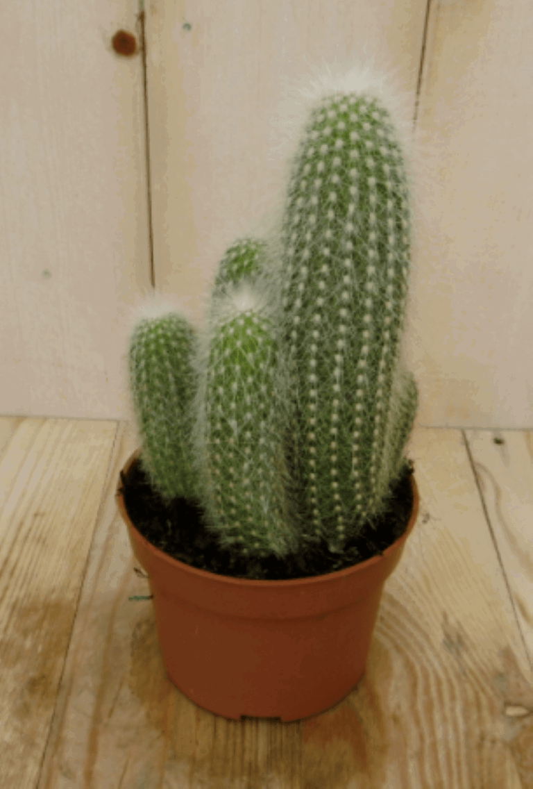 https://cdn.warentuin.nl/media/catalog/product/1/7/1728149900040392_warentuin_kamerplant_kamerplant_stekel_cactus_1_463e.png