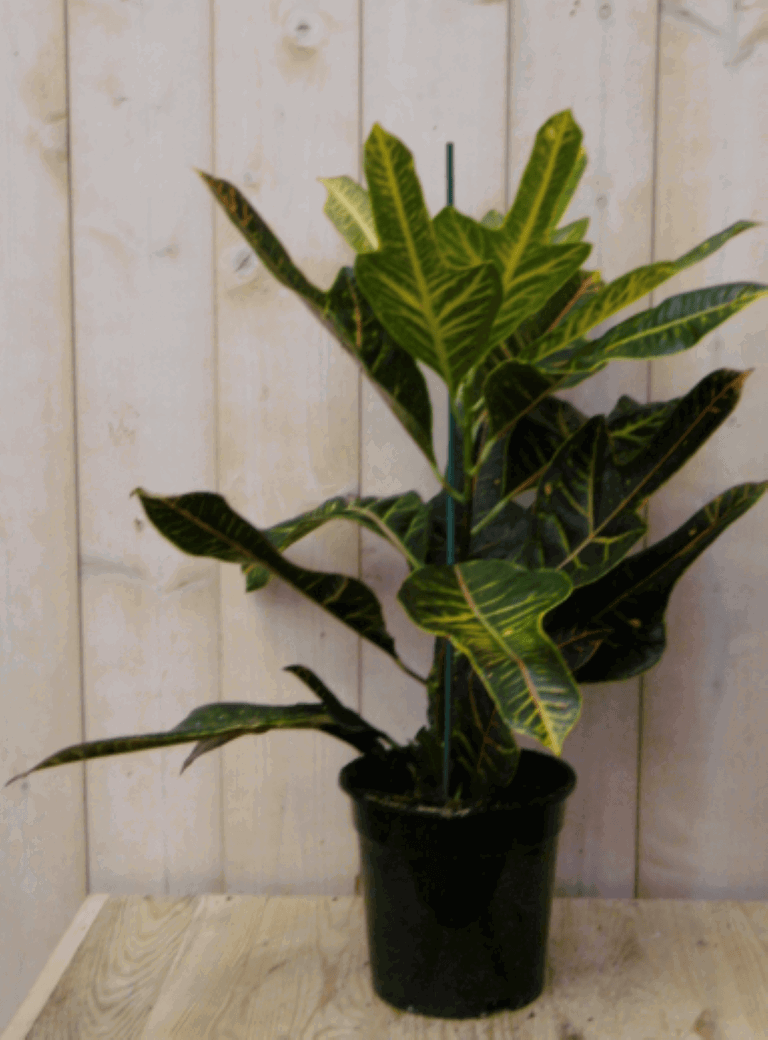 https://cdn.warentuin.nl/media/catalog/product/1/7/1728149900040393_2_warentuin_kamerplant_kamerplant_croton_50_cm_1_9497.png
