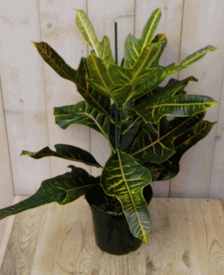 https://cdn.warentuin.nl/media/catalog/product/1/7/1728149900040393_warentuin_kamerplant_kamerplant_croton_50_cm_1_2e02.png