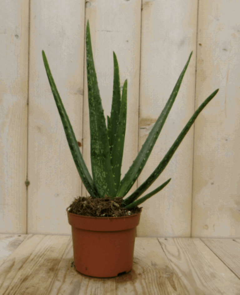https://cdn.warentuin.nl/media/catalog/product/1/7/1728149900040394_2_warentuin_kamerplant_kamerplant_aloe_vera_2_ae41.png