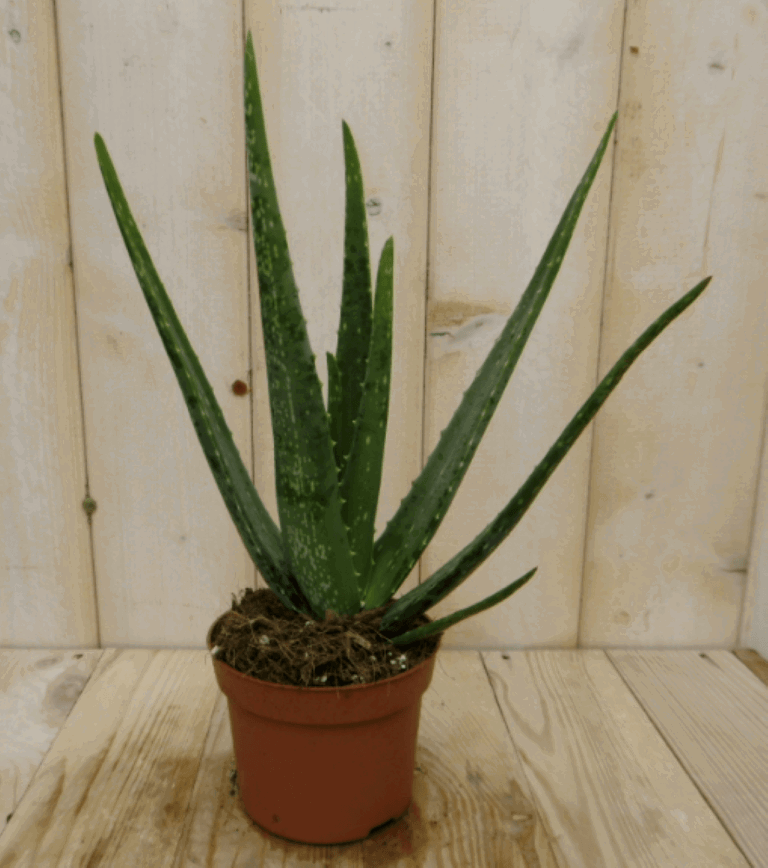 https://cdn.warentuin.nl/media/catalog/product/1/7/1728149900040394_warentuin_kamerplant_kamerplant_aloe_vera_2_c827.png