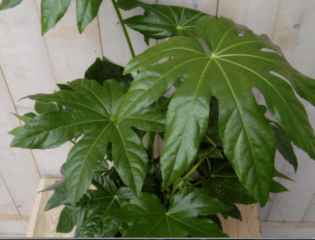 https://cdn.warentuin.nl/media/catalog/product/1/7/1728149900040395_2_warentuin_kamerplant_kamerplant_vingerplant_60_cm_1_bdb4.png