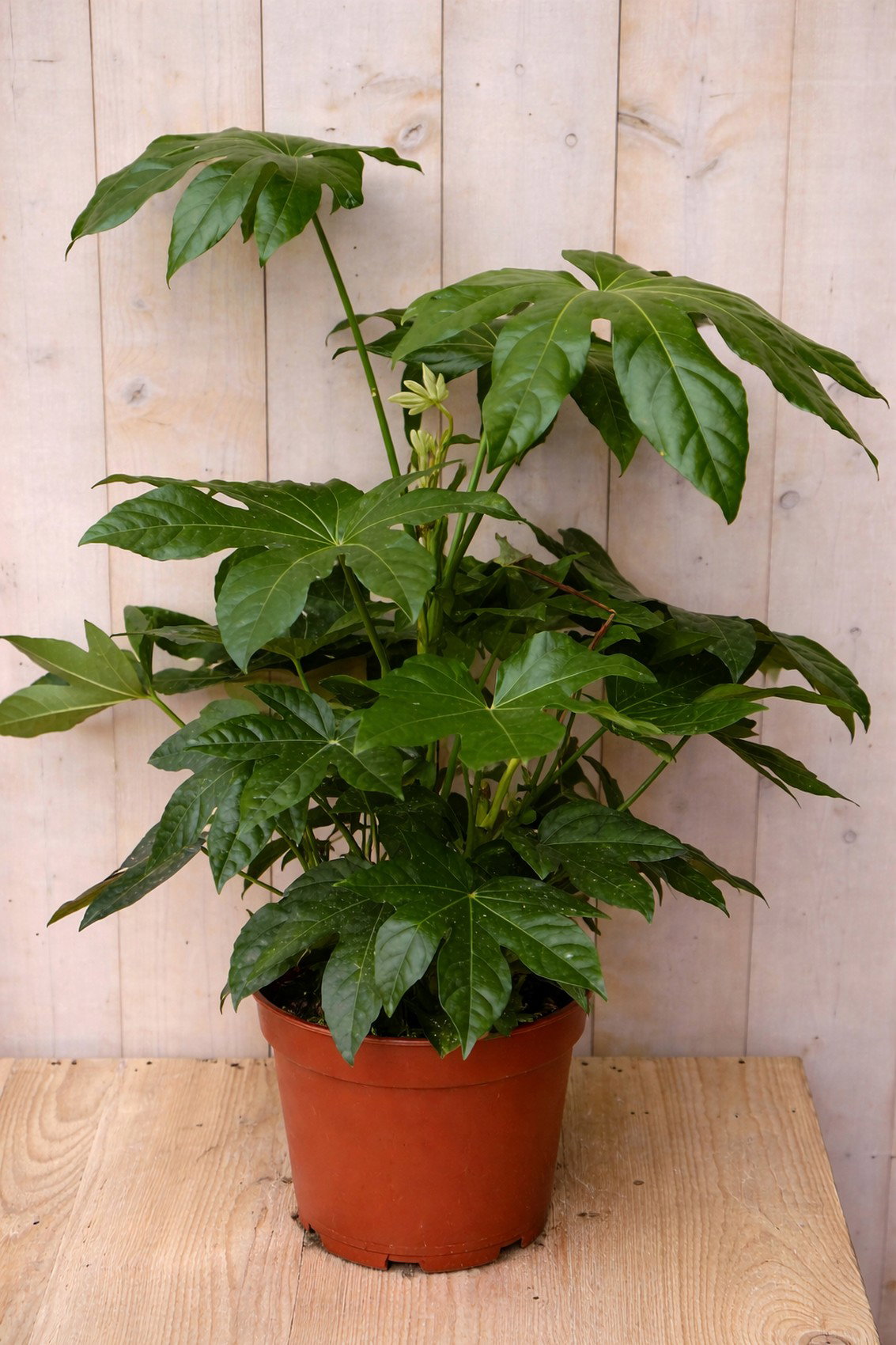 Fatsia Vingerplant 60 cm kamerplant Warentuin Natuurlijk - Warentuin natuurlijk