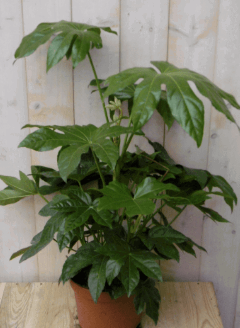 https://cdn.warentuin.nl/media/catalog/product/1/7/1728149900040395_warentuin_kamerplant_kamerplant_vingerplant_60_cm_1_01c8.png