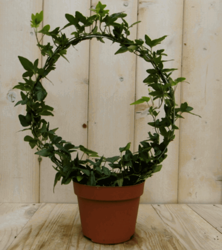 https://cdn.warentuin.nl/media/catalog/product/1/7/1728149900040397_2_warentuin_kamerplant_kamerplant_klimop_boog_1_8a41.png