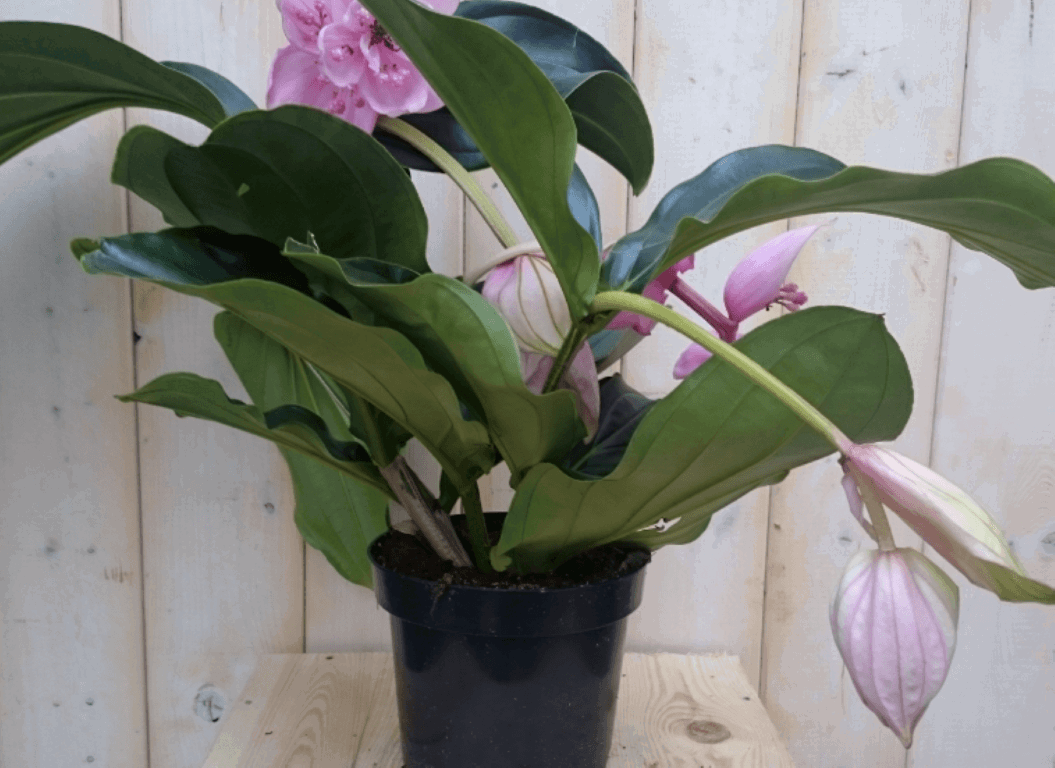 https://cdn.warentuin.nl/media/catalog/product/1/7/1728149900040398_2_warentuin_kamerplant_kamerplant_trosbloem_roze_1_8452.png