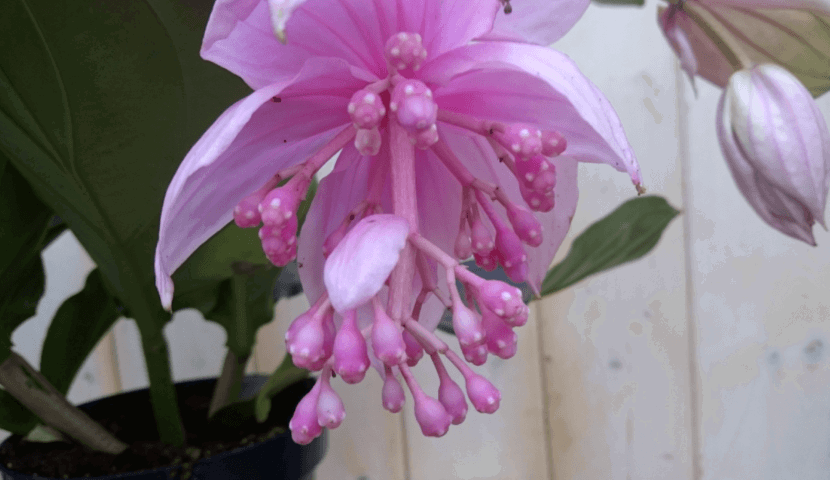 https://cdn.warentuin.nl/media/catalog/product/1/7/1728149900040398_3_warentuin_kamerplant_kamerplant_trosbloem_roze_1_eb83.png