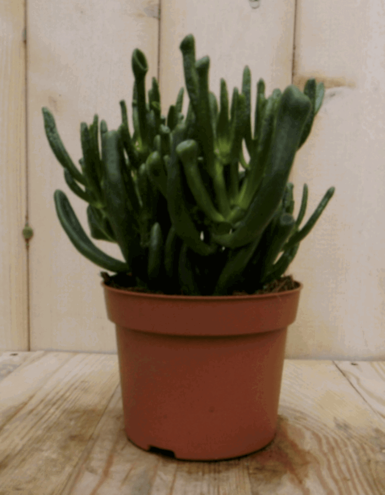 https://cdn.warentuin.nl/media/catalog/product/1/7/1728149900040399_2_warentuin_kamerplant_kamerplant_vetplant_koraal_1_d7cb.png