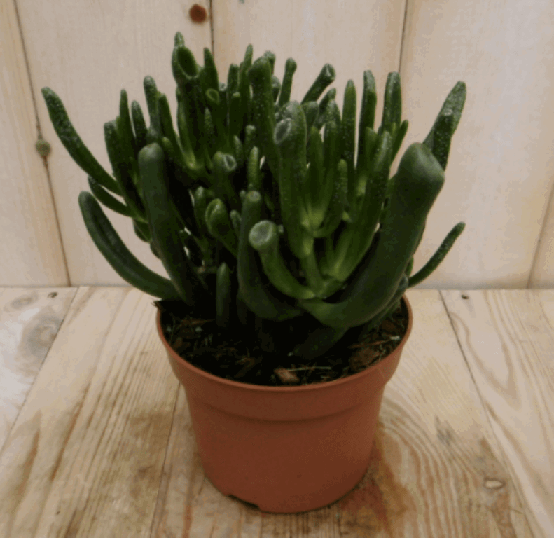 https://cdn.warentuin.nl/media/catalog/product/1/7/1728149900040399_warentuin_kamerplant_kamerplant_vetplant_koraal_1_f75e.png