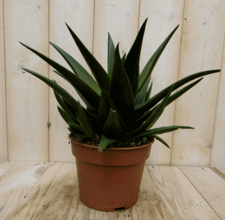 https://cdn.warentuin.nl/media/catalog/product/1/7/1728149900040400_2_warentuin_kamerplant_kamerplant_hawortia_fasciata_2_7141.png
