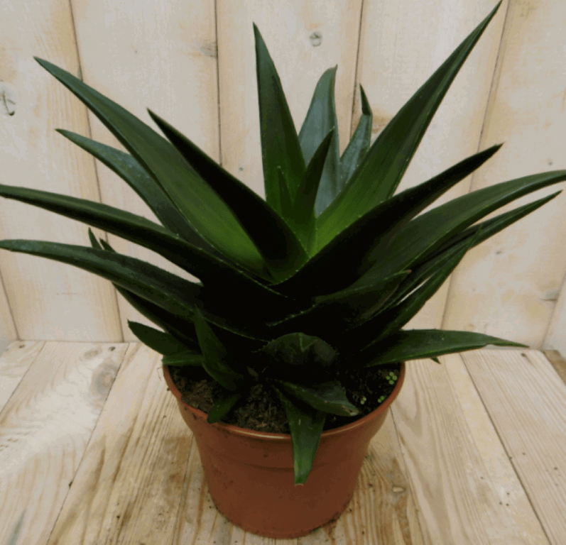https://cdn.warentuin.nl/media/catalog/product/1/7/1728149900040400_warentuin_kamerplant_kamerplant_hawortia_fasciata_2_b188.png