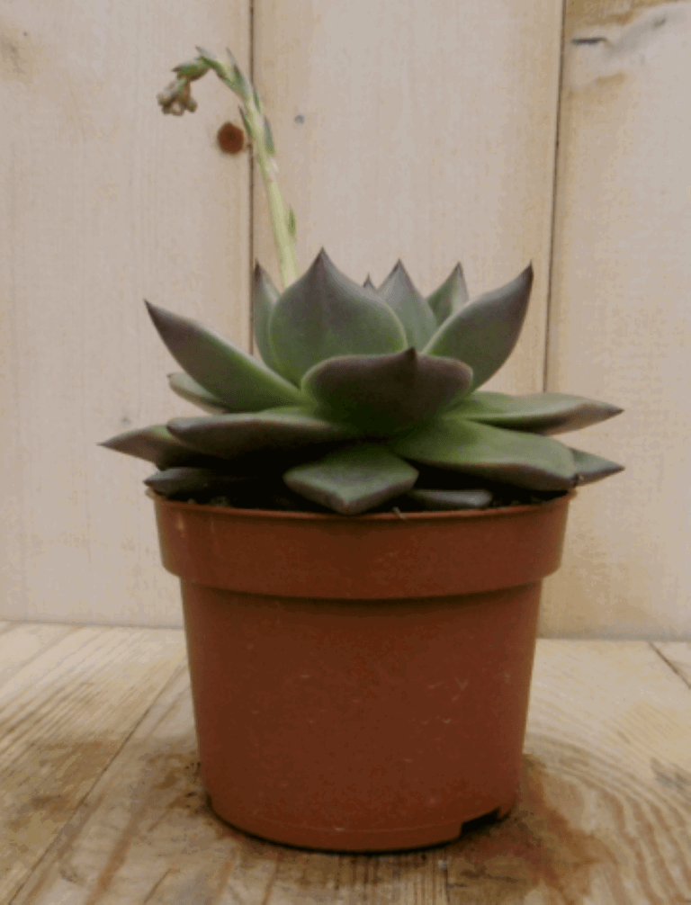 https://cdn.warentuin.nl/media/catalog/product/1/7/1728149900040401_2_warentuin_kamerplant_kamerplant_echerveria_sirius_2_659b.png