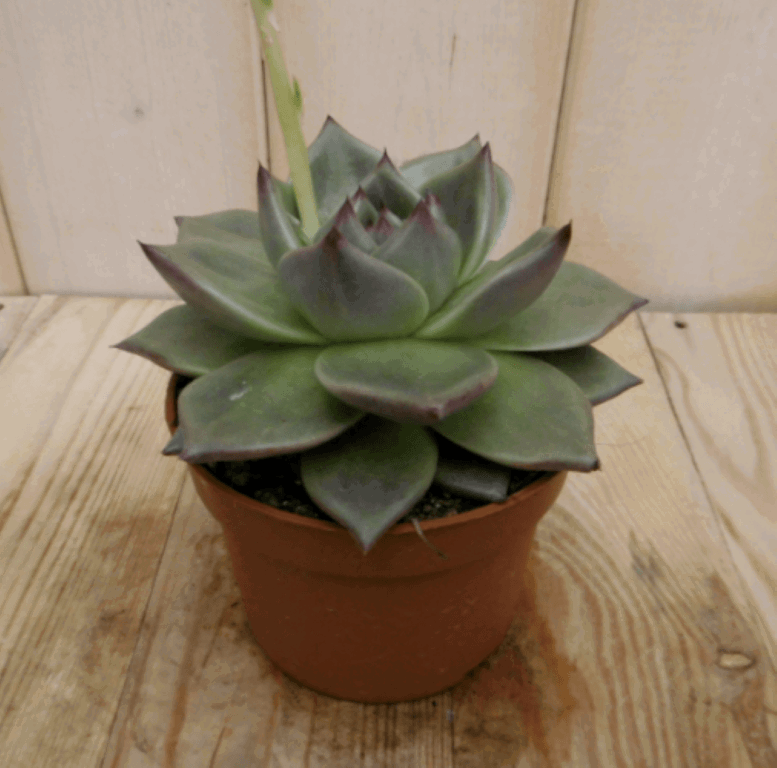 https://cdn.warentuin.nl/media/catalog/product/1/7/1728149900040401_warentuin_kamerplant_kamerplant_echerveria_sirius_2_6787.png