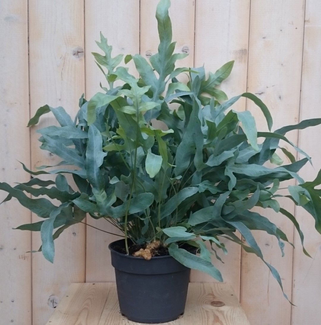 https://cdn.warentuin.nl/media/catalog/product/1/7/1728149900040437_2_warentuin_kamerplant_kamerplant_ijzervaren_phlebodium_klein__49fc.jpg