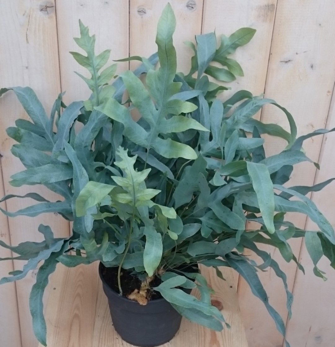 https://cdn.warentuin.nl/media/catalog/product/1/7/1728149900040437_warentuin_kamerplant_kamerplant_ijzervaren_phlebodium_klein_1_63ff.jpg