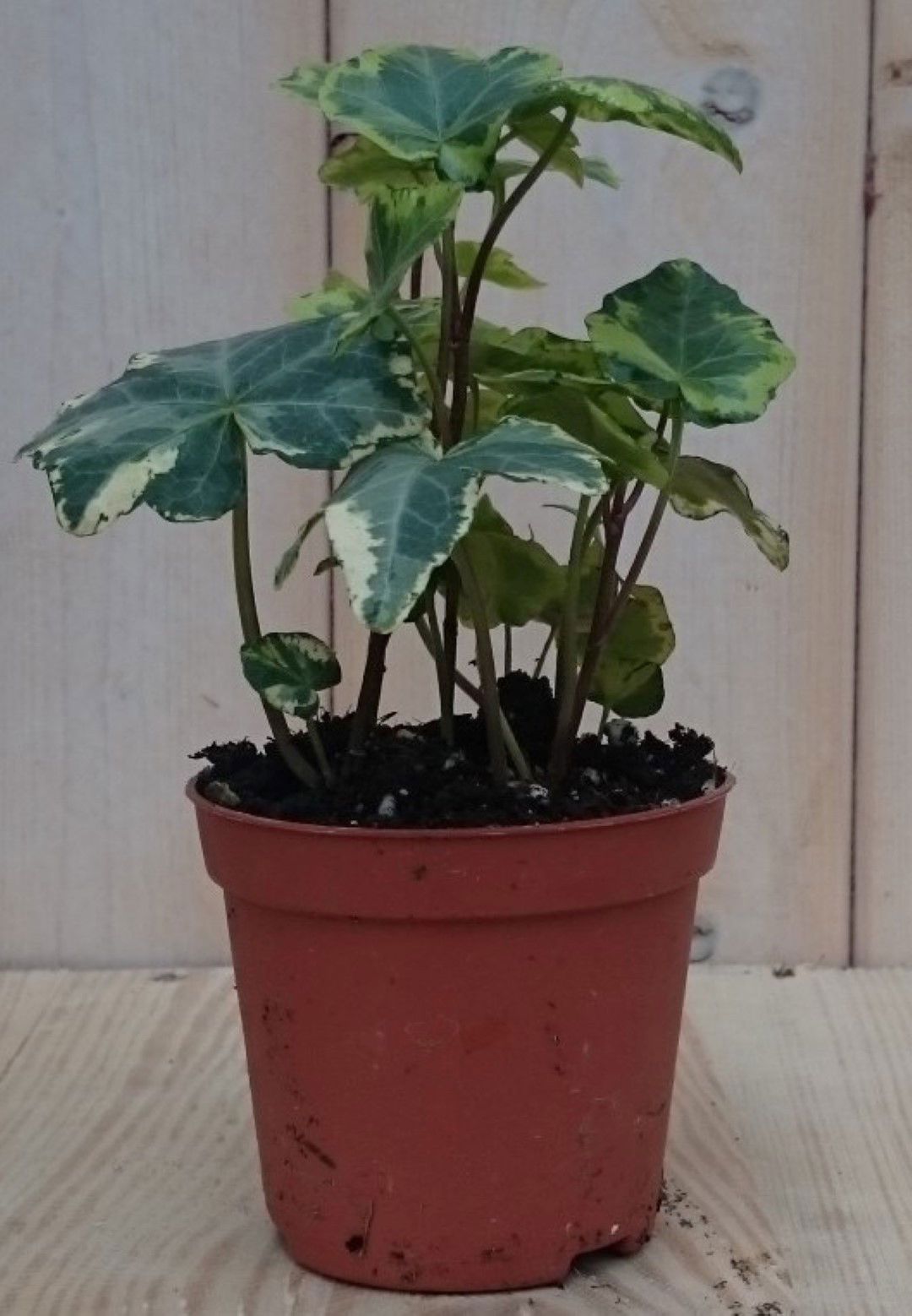 https://cdn.warentuin.nl/media/catalog/product/1/7/1728149900040438_2_warentuin_kamerplant_kamerplant_klimop_klein_bont_1_914f.jpg