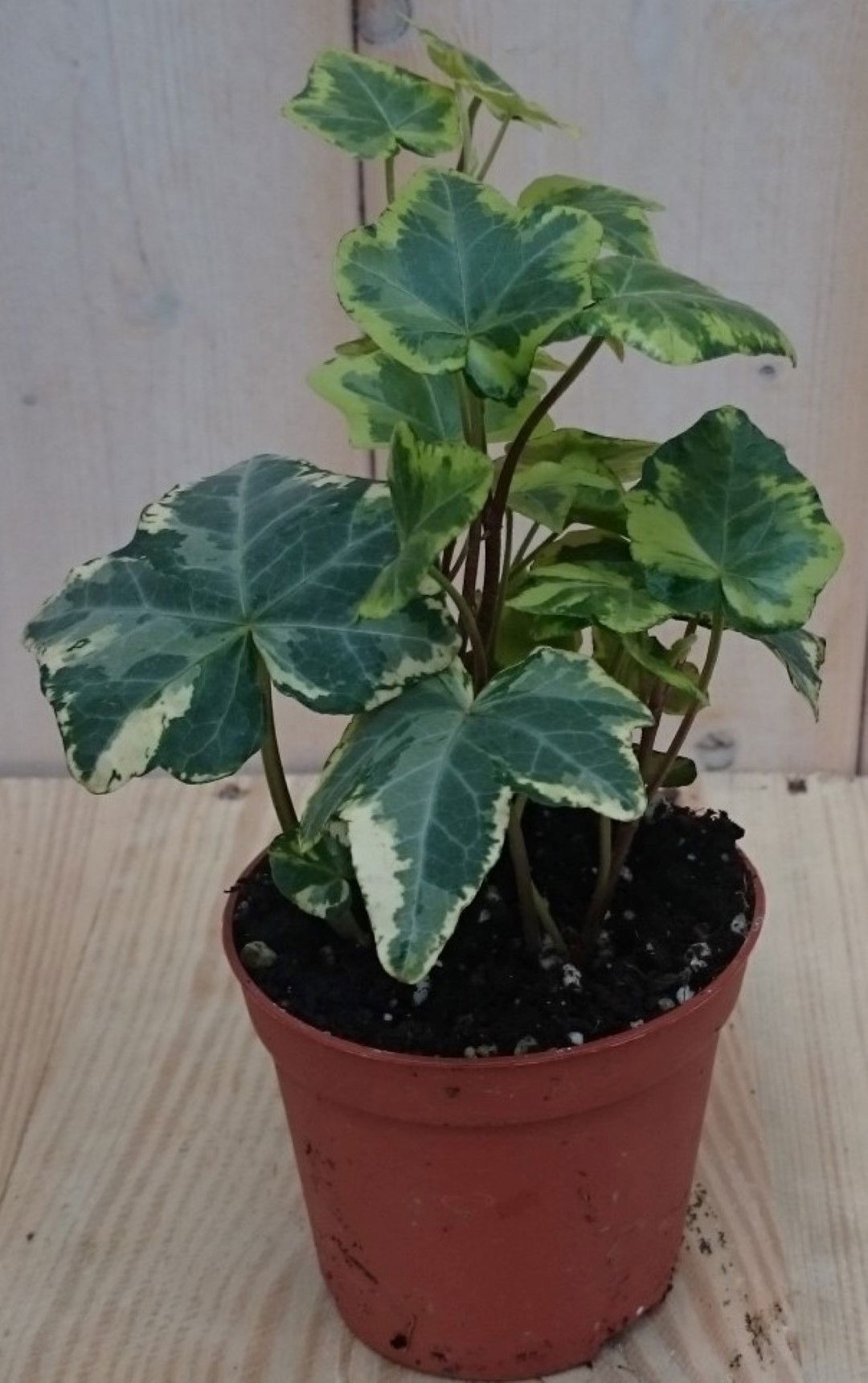 https://cdn.warentuin.nl/media/catalog/product/1/7/1728149900040438_warentuin_kamerplant_kamerplant_klimop_klein_bont_1_8ad3.jpg