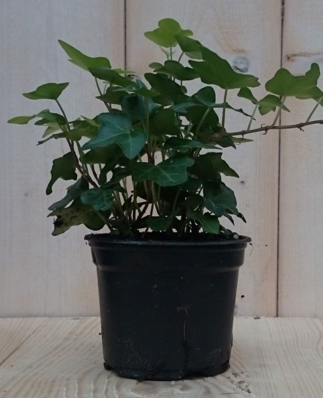 https://cdn.warentuin.nl/media/catalog/product/1/7/1728149900040439_2_warentuin_kamerplant_kamerplant_klimop_klein_groen_1_e043.jpg