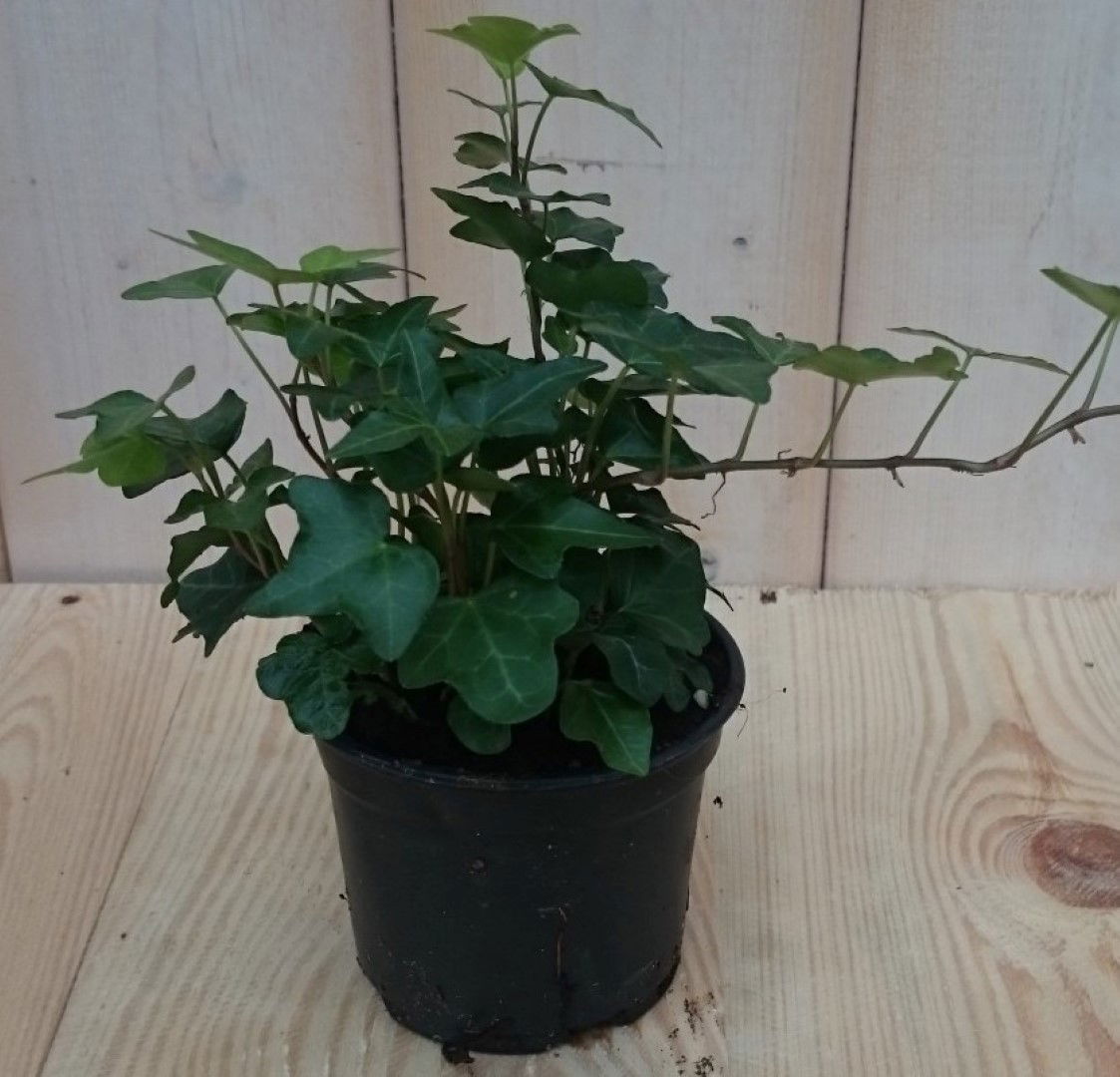 https://cdn.warentuin.nl/media/catalog/product/1/7/1728149900040439_warentuin_kamerplant_kamerplant_klimop_klein_groen_1_50e0.jpg
