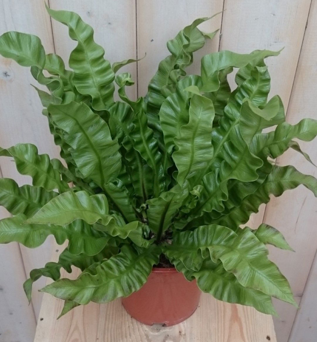 https://cdn.warentuin.nl/media/catalog/product/1/7/1728149900040440_warentuin_kamerplant_kamerplant_krulvaren_asplenium_klein_1_5853.jpg