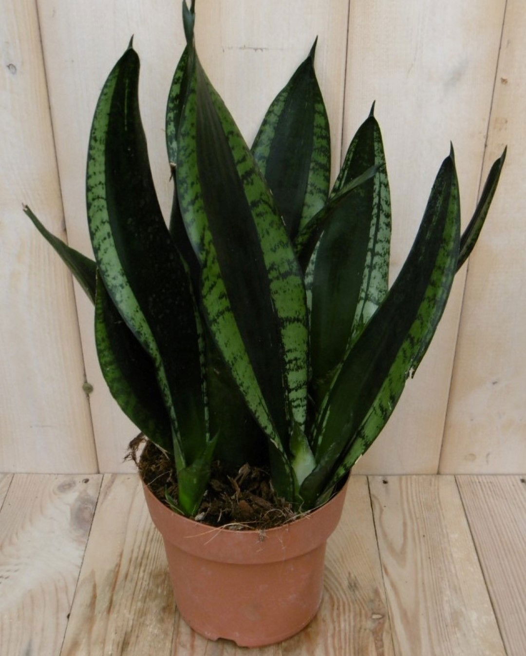 https://cdn.warentuin.nl/media/catalog/product/1/7/1728149900040441_warentuin_kamerplant_kamerplant_vrouwentong_sansevieria_donker_bdde.jpg