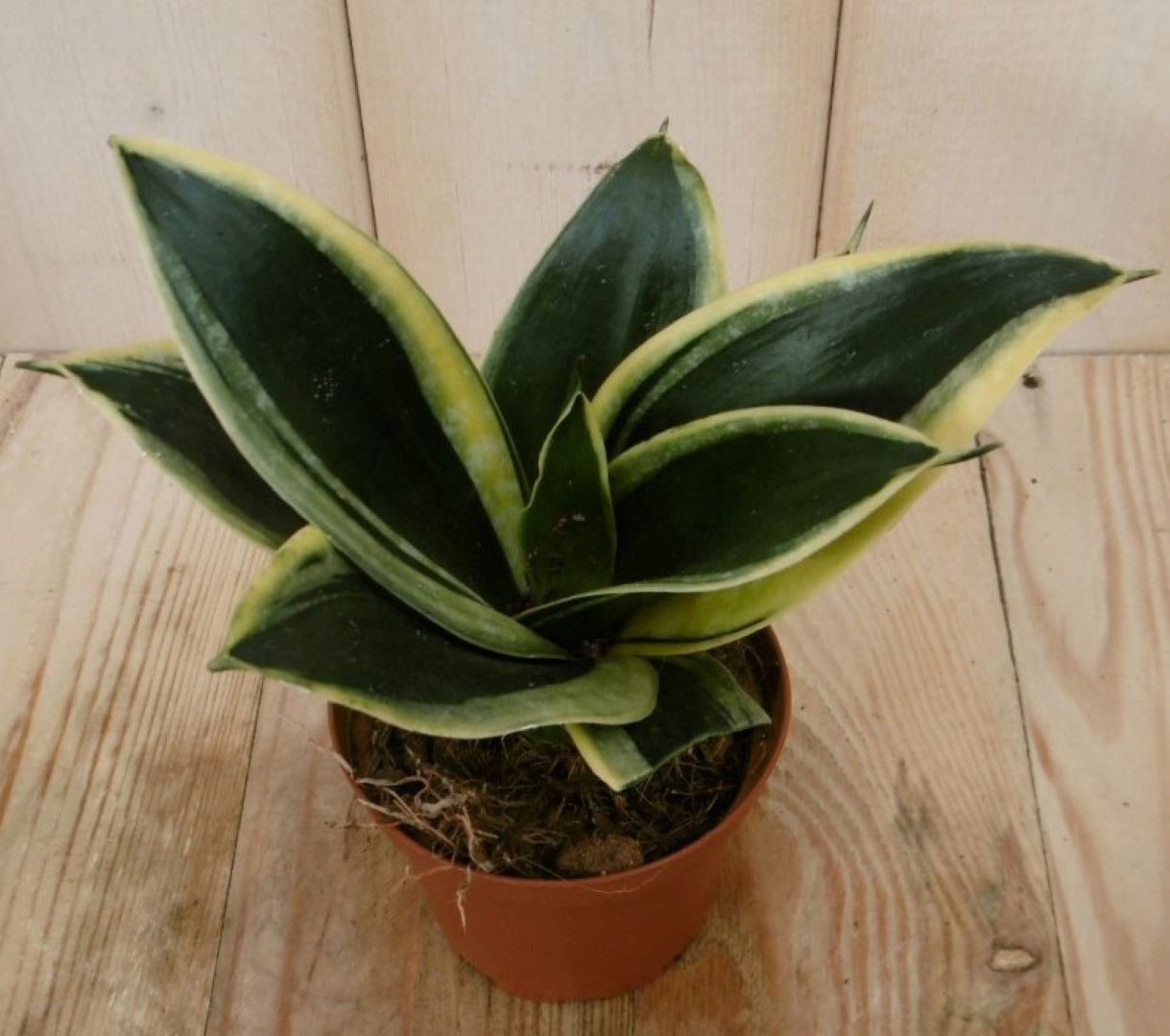 https://cdn.warentuin.nl/media/catalog/product/1/7/1728149900040442_2_warentuin_kamerplant_kamerplant_vrouwentong_sansevieria_bont_0595.jpg